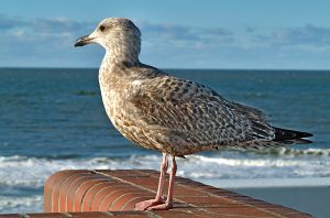 möwe an der Nordsee